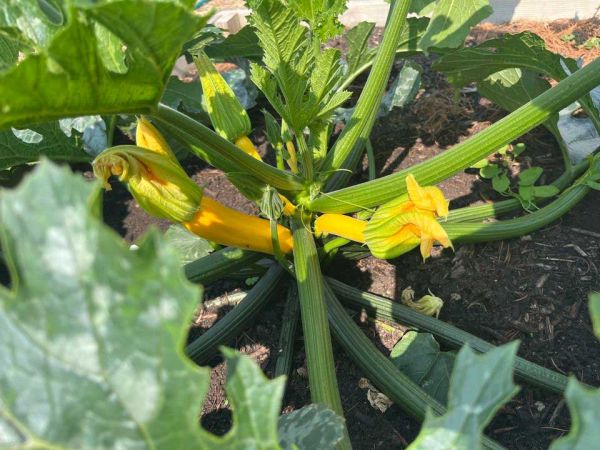 a picture of squash in the garden